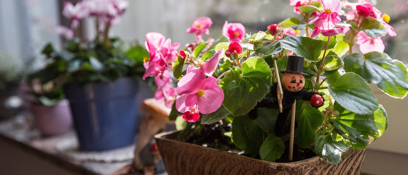 Pflanze mit rosa Blüten und einem Schornsteinfeger