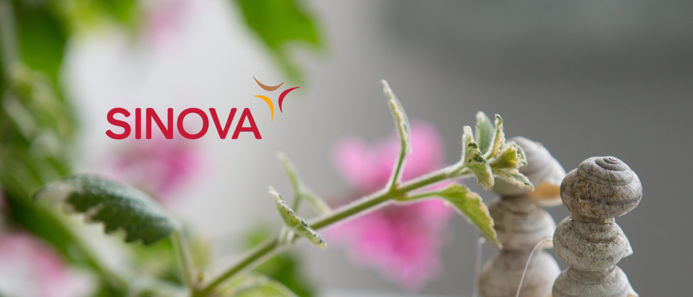 Auf einem Holzbrett ist eine aufgestellte Feder, und unterschiedlich große und farbige Steine.