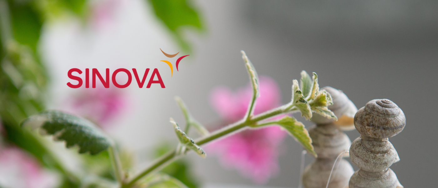 Auf einem Holzbrett ist eine aufgestellte Feder, und unterschiedlich große und farbige Steine.